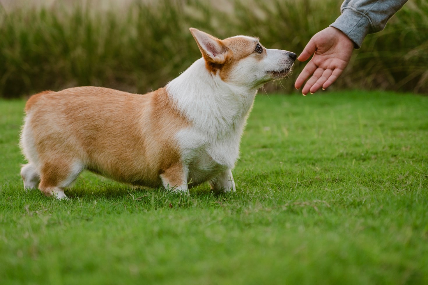 Top Tips for Starting Puppy Training