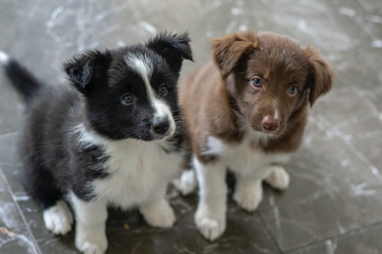 Understanding Your Puppy’s Behavior