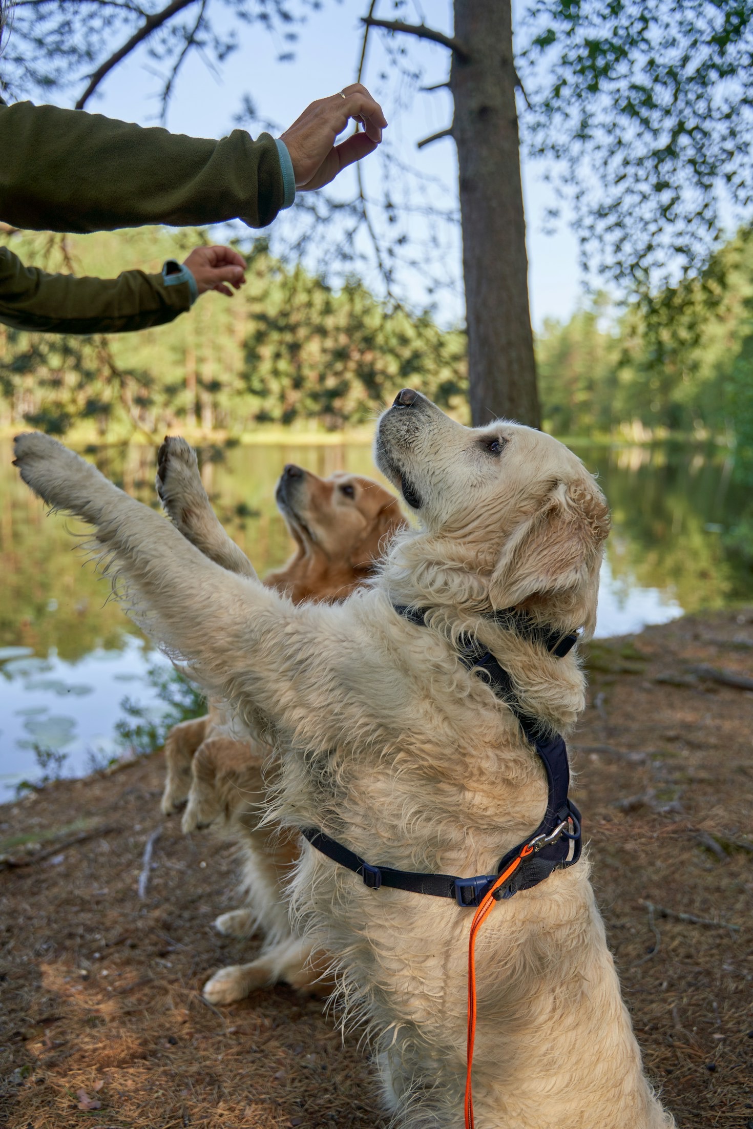 The Benefits of Professional Dog Walking Services